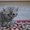 Шотландские короткошерстные котята шоу-класса - Изображение #1, Объявление #128779