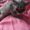 Отдам котят перс-ангорка - Изображение #3, Объявление #215150
