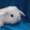 Ласковые крольчата - Изображение #1, Объявление #582191