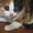 Отдам трехцветных котят - Изображение #2, Объявление #565671