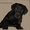 лабрадора-ретривера щенки - Изображение #2, Объявление #812841