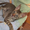 Котенок корниш рекс от родителей чемпионов - Изображение #3, Объявление #1108422