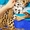 Продам котят АЛК( азиатской леопардовой кошки)  - Изображение #1, Объявление #1616229
