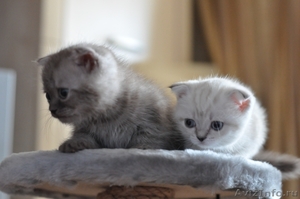Шотландские короткошерстные котята шоу-класса - Изображение #2, Объявление #128779