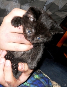 Продам черного котенка - Изображение #1, Объявление #213573
