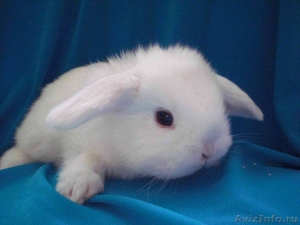 Ласковые крольчата - Изображение #1, Объявление #582191