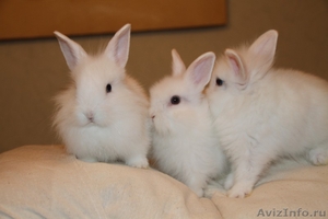 Ласковые крольчата - Изображение #2, Объявление #582191