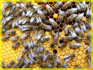 Продам пчелопакеты - Изображение #2, Объявление #503506