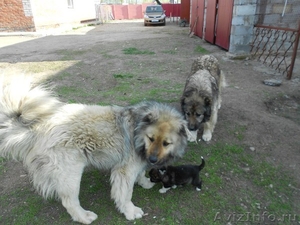 Продаются бойкие щенята кавказской овчарки - Изображение #2, Объявление #896819
