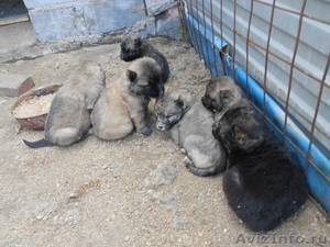 Продаются бойкие щенята кавказской овчарки - Изображение #1, Объявление #896819