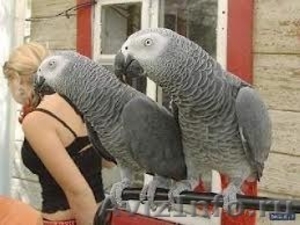 Говоря пара Африканский серый попугай для принятия - Изображение #2, Объявление #1112170