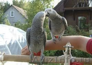 Говоря пара Африканский серый попугай для принятия - Изображение #1, Объявление #1112170