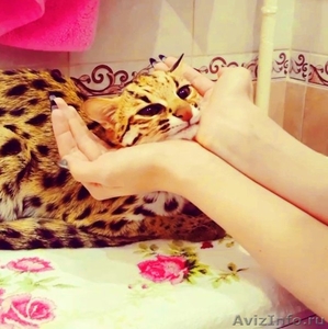 Продам котят АЛК( азиатской леопардовой кошки)  - Изображение #2, Объявление #1616229