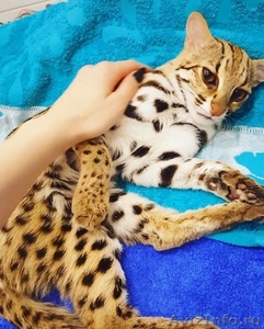 Продам котят АЛК( азиатской леопардовой кошки)  - Изображение #1, Объявление #1616229