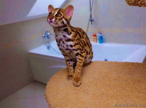Продам котят АЛК( азиатской леопардовой кошки). - Изображение #1, Объявление #1616115